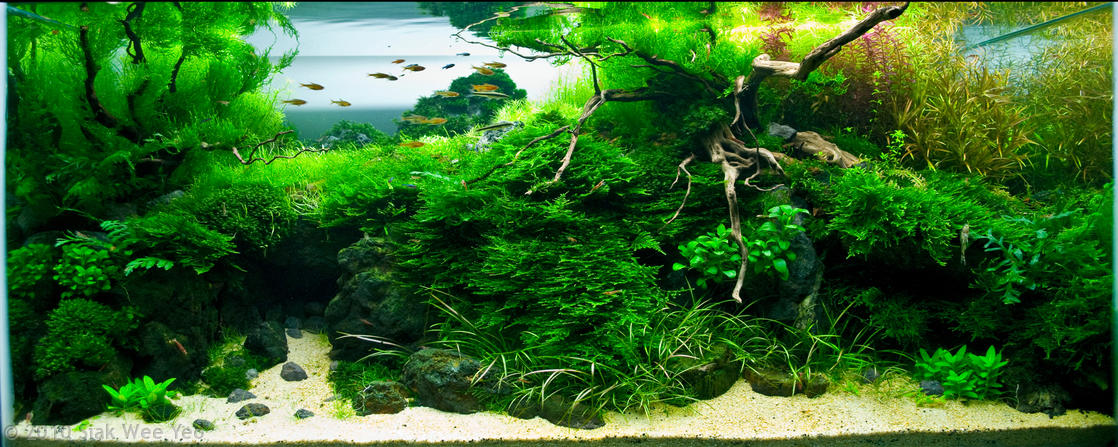 Système CO2 pour aquarium montré dans un aquarium planté